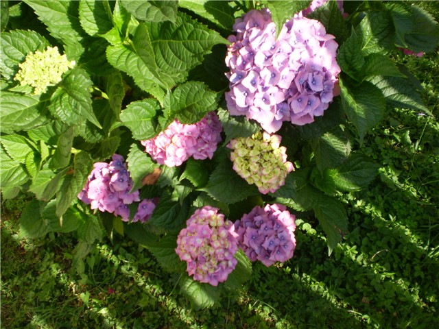 hortenzija